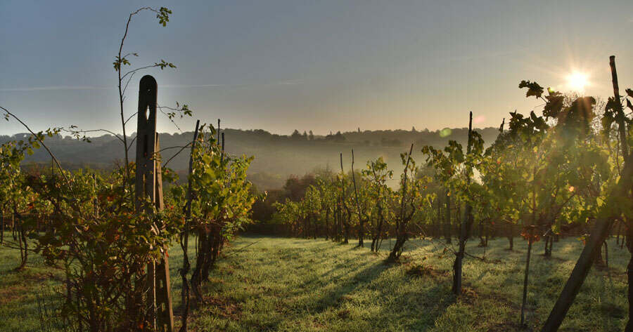 Tribute to Grape Harvest - Gastronomy Tours 6645c27cc5f9914484f5f5bc 1 - Gastronomy Tours
